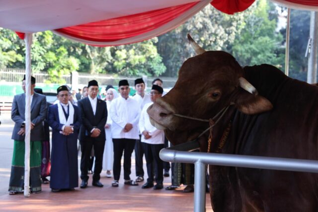 APPSI: Los agricultores se sienten a la clase después del presidente Prabowo Borong casi mil vacas

