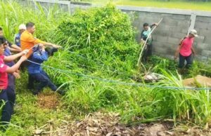 Dramática, evacuación de vacas de la ciudad de Damkar Pasuruan atrapadas en la trinchera Dramática, evacuación de vacas de la ciudad de Damkar Pasuruan atrapadas en la trinchera