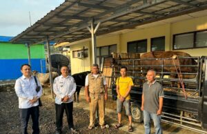 BCE da 3 vacas a los residentes de Jampangtengah Sukabumi BCE da 3 vacas a los residentes de Jampangtengah Sukabumi