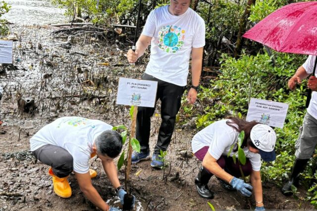 PLN UP3 TAHUNA plantando manglar el compromiso de mantener el medio ambiente en las islas Sangihe

