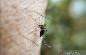 La transmisión del dengue solo puede ser a través de la picadura de mosquitos femeninos de Aedes aegypti La transmisión del dengue solo puede ser a través de la picadura de mosquitos femeninos de Aedes aegypti