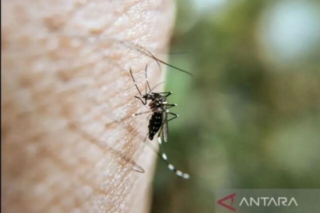 La transmisión del dengue solo puede ser a través de la picadura de mosquitos femeninos de Aedes aegypti

