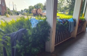 Altra shoes ruins our walk Altra shoes ruins our walk