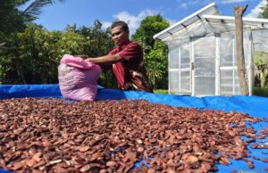 Nueces que generan la comunidad de Pantar Island Nueces que generan la comunidad de Pantar Island