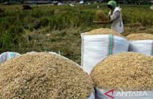 Bulog Subang señaló la realización de la absorción de grano de este año que excede el objetivo Bulog Subang señaló la realización de la absorción de grano de este año que excede el objetivo