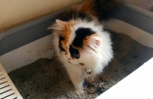 Disnakeswan Lebak dijo que no se habían encontrado 15 años de rabia debido a las picaduras de animales Disnakeswan Lebak dijo que no se habían encontrado 15 años de rabia debido a las picaduras de animales