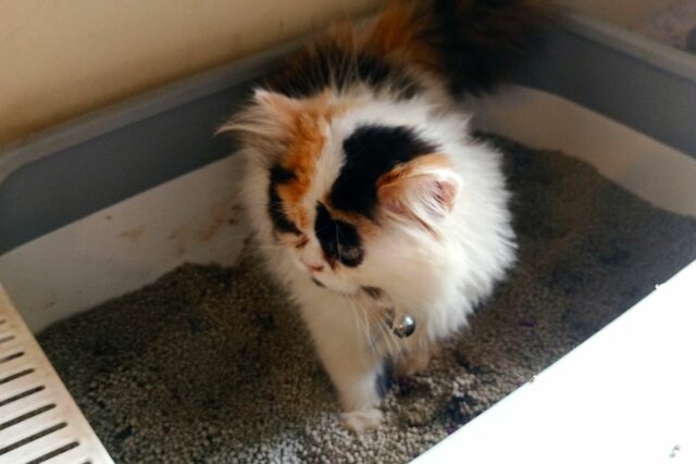 Disnakeswan Lebak dijo que no se habían encontrado 15 años Disnakeswan Lebak dijo que no se habían encontrado 15 años de rabia debido a las picaduras de animales