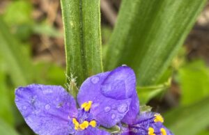 Tricks of trails, tests and teachers Tricks of trails, tests and teachers