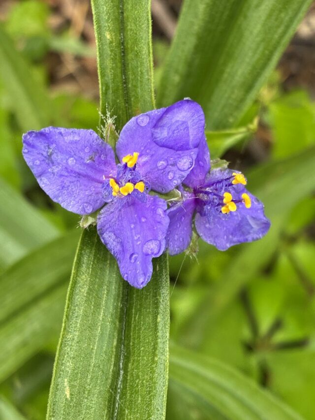 Tricks of trails, tests and teachers Tricks of trails, tests and teachers