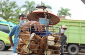 Formando ecosistemas de producción de yuca y el impulso de la independencia de los alimentos Formando ecosistemas de producción de yuca y el impulso de la independencia de los alimentos