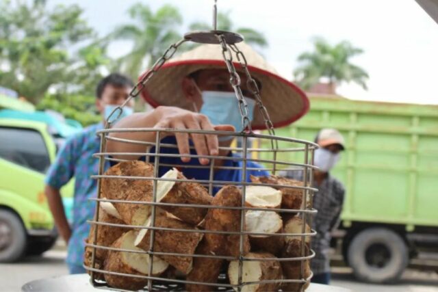 Formando ecosistemas de producción de yuca y el impulso de Formando ecosistemas de producción de yuca y el impulso de la independencia de los alimentos
