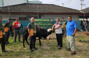 La acción real de la Policía Militar de Denpom II/3 Lampung distribuye cientos de paquetes de carne de sacrificio para la comunidad de la princesa Sumur