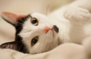 Los gatos pueden distinguir el olor de ti y de extraños, los científicos revelan los hechos