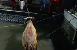 Los segundos de la vaca de sacrificio de Tebuireng Jombang Ponpes Sacrifice para caer al río