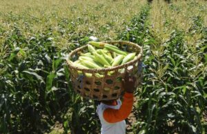 Malasia busca 240,000 toneladas de maíz desde Indonesia anualmente