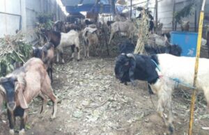 No carne, cientos de conductores de Ojol pueden ser cabras enteras durante Eid al -adha