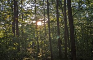 A veces Neros te sorprende – Viaja A veces Neros te sorprende - Viaja