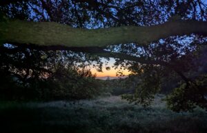 Día 34 – Millers de primavera Día 34 - Millers de primavera