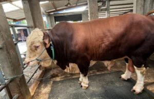 Prabowo compró 985 ganado sacrificial este año, Appsi se aseguró de que el precio hiciera al criador