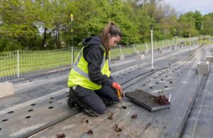 Sus pequeñas granjas ayudaron a almacenar despensas de alimentos. Ese programa se va oaks-sprouts-04.jpeg