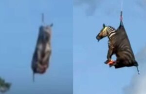 Viral Después de huir durante una semana, Zebra llamado Ed fue transportado a casa con un helicóptero