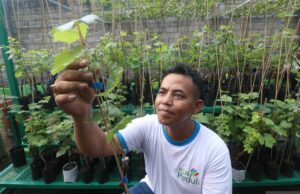 Brin reveló el método de «cría de velocidad» para maximizar la cría de las plantas de frutas Brin reveló el método de "cría de velocidad" para maximizar la cría de las plantas de frutas