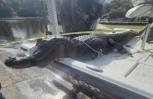 El ataque de cocodrilo contra 20 kayakistas deja a la mujer con un brazo cortado: informes El ataque de cocodrilo contra 20 kayakistas deja a la mujer con un brazo cortado: informes