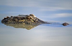 Girl, de 12 años, atacada por un cocodrilo de 12 pies mientras juega NC Lake Girl, de 12 años, atacada por un cocodrilo de 12 pies mientras juega NC Lake