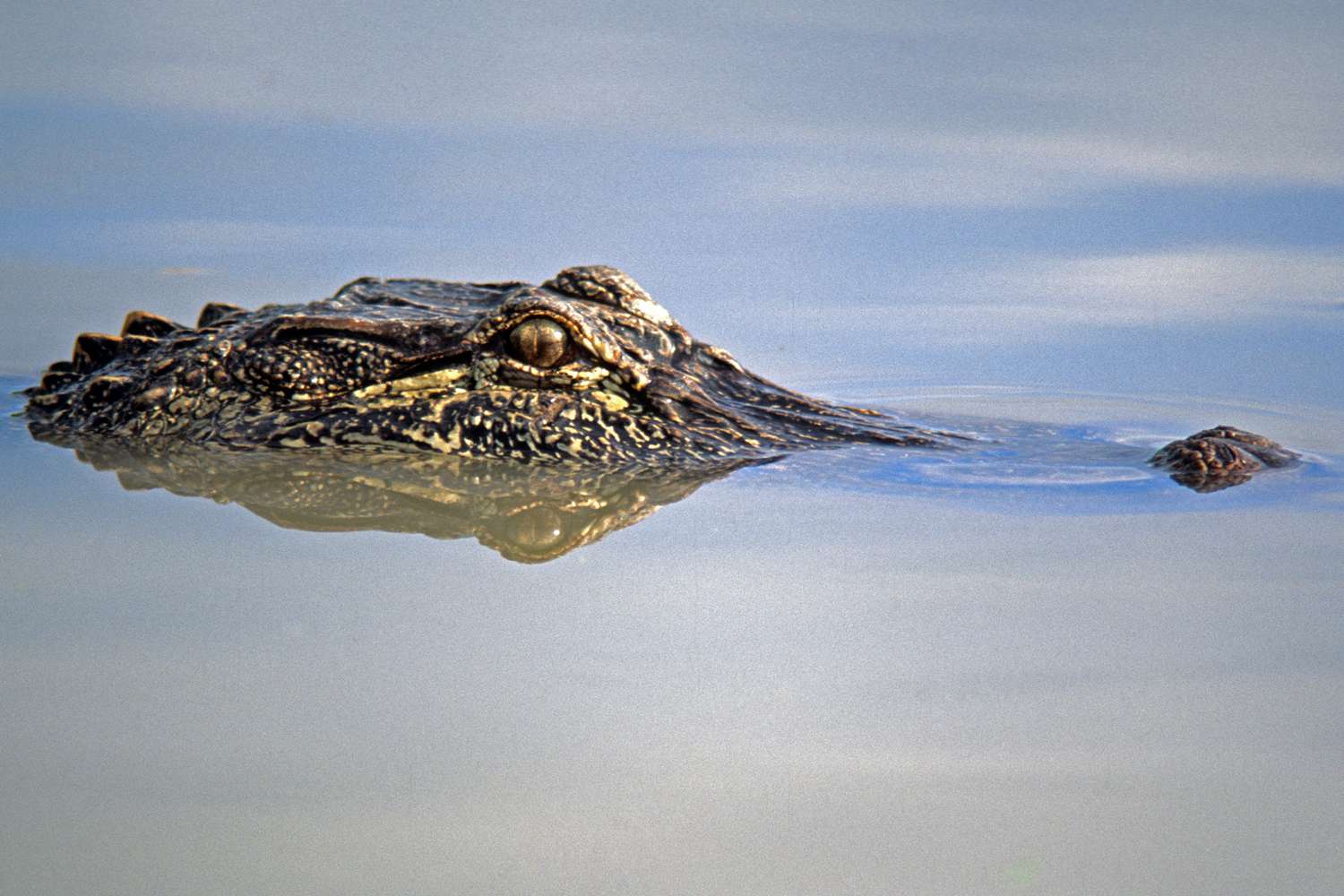 Girl, de 12 años, atacada por un cocodrilo de 12 pies mientras juega NC Lake

