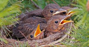 Nabu Lower Sajonia advierte: No salvar pájaros jóvenes apresuradamente | NDR.DE – Noticias – Baja Sajonia Nabu Lower Sajonia advierte: No salvar pájaros jóvenes apresuradamente | NDR.DE - Noticias - Baja Sajonia