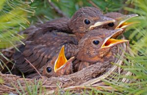 Nabu Lower Sajonia advierte: No salvar pájaros jóvenes apresuradamente | NDR.DE – Noticias – Baja Sajonia Nabu Lower Sajonia advierte: No salvar pájaros jóvenes apresuradamente | NDR.DE - Noticias - Baja Sajonia