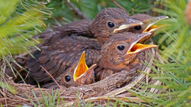 Nabu Lower Sajonia advierte: No salvar pájaros jóvenes apresuradamente | NDR.DE - Noticias - Baja Sajonia

