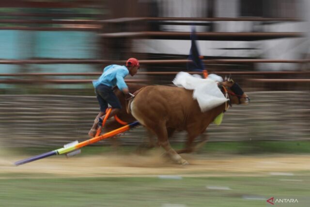 El gobierno de SumeneP Regency continúa esforzándose por preservar la cultura del ganado de Madura Karapan

