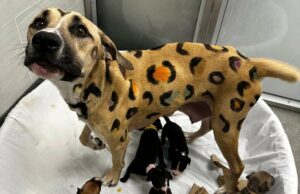 Los rescatadores llaman a un perro descuidado, encuentran un «leopardo» con cachorros Los rescatadores llaman a un perro descuidado, encuentran un "leopardo" con cachorros