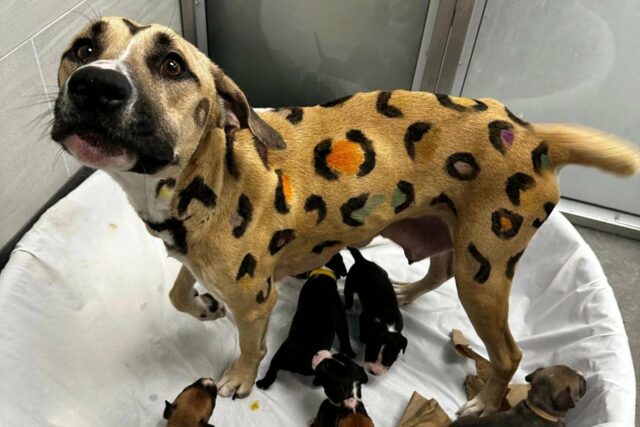 Los rescatadores llaman a un perro descuidado, encuentran un "leopardo" con cachorros

