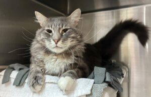 Fiesty Cat ha regresado al refugio de California para ser demasiado necesitados Fiesty Cat ha regresado al refugio de California para ser demasiado necesitados