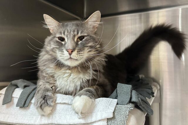 Fiesty Cat ha regresado al refugio de California para ser demasiado necesitados


