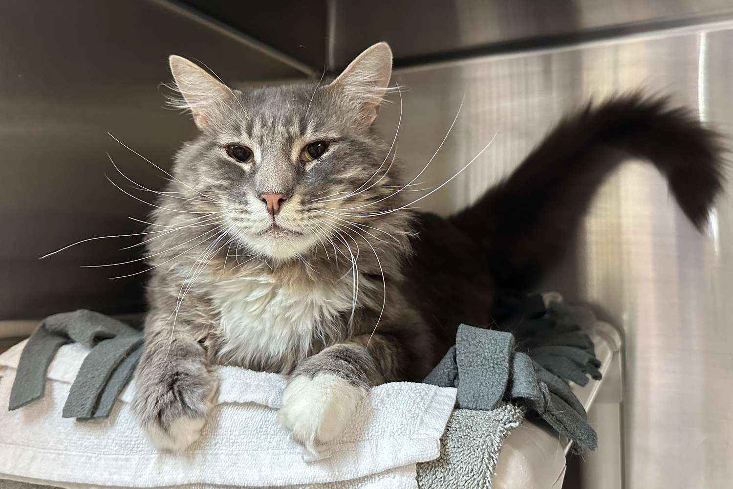 Fiesty Cat ha regresado al refugio de California para ser demasiado necesitados

