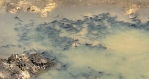 La biodiversidad en SH debería aumentar nuevamente: estas son las medidas | NDR.DE – Noticias La biodiversidad en SH debería aumentar nuevamente: estas son las medidas | NDR.DE - Noticias