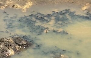 La biodiversidad en SH debería aumentar nuevamente: estas son las medidas | NDR.DE – Noticias La biodiversidad en SH debería aumentar nuevamente: estas son las medidas | NDR.DE - Noticias