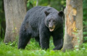 El hombre sobrevive al ataque contra Black Bear en el campamento de Utah El hombre sobrevive al ataque contra Black Bear en el campamento de Utah