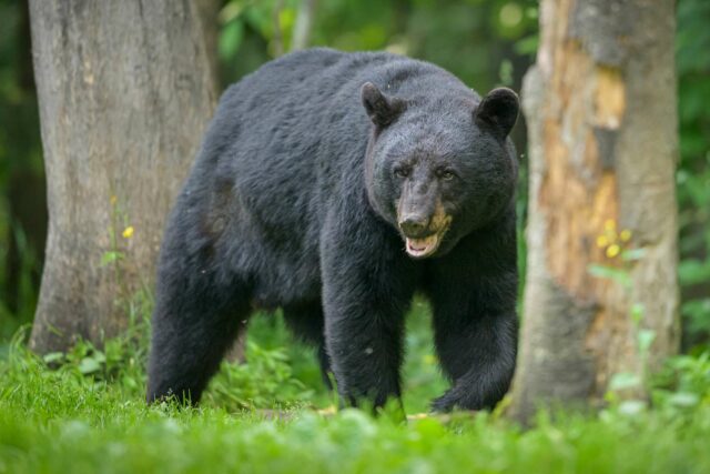 El hombre sobrevive al ataque contra Black Bear en el campamento de Utah

