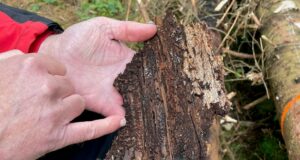 Condición de los bosques en la baja sajonia empeora Condición de los bosques en la baja sajonia empeora | NDR.DE - Noticias