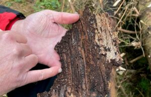 Condición de los bosques en la baja sajonia empeora Condición de los bosques en la baja sajonia empeora | NDR.DE - Noticias