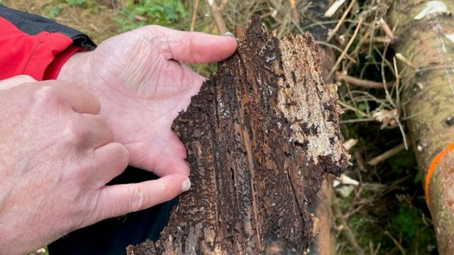 Condición de los bosques en la baja sajonia empeora | NDR.DE - Noticias

