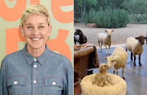 Ellen DeGeneres comparte una mirada rara dentro de su magnífico dominio inglés mientras cuida a los visitantes de WHIP Ellen DeGeneres comparte una mirada rara dentro de su magnífico dominio inglés mientras cuida a los visitantes de WHIP
