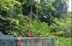 Bksda Maluku liberó 21 pájaros ternate kasturi en el área del bosque de Morotai Bksda Maluku liberó 21 pájaros ternate kasturi en el área del bosque de Morotai