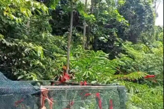 Bksda Maluku liberó 21 pájaros ternate kasturi en el área Bksda Maluku liberó 21 pájaros ternate kasturi en el área del bosque de Morotai