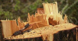 Árboles en la temporada de reproducción como: Ciudad de Lübeck en críticas Árboles en la temporada de reproducción como: Ciudad de Lübeck en críticas