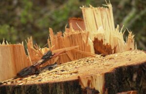 Árboles en la temporada de reproducción como: Ciudad de Lübeck en críticas Árboles en la temporada de reproducción como: Ciudad de Lübeck en críticas